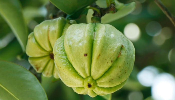 Garcinia Cambogia: Chiết xuất tự nhiên hỗ trợ giảm cân